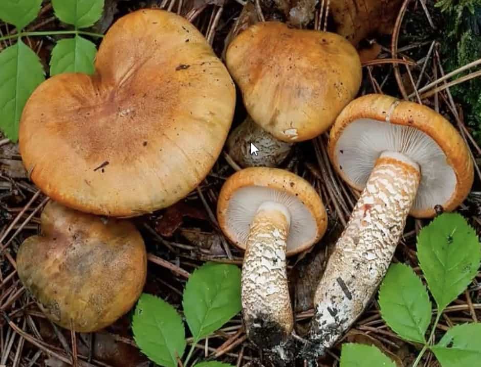 TricholomaAurantium