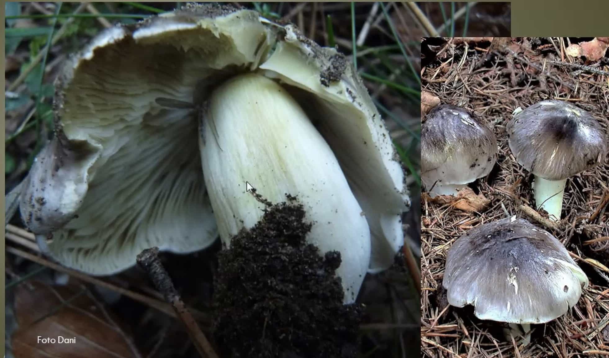 TricholomaPortentosum