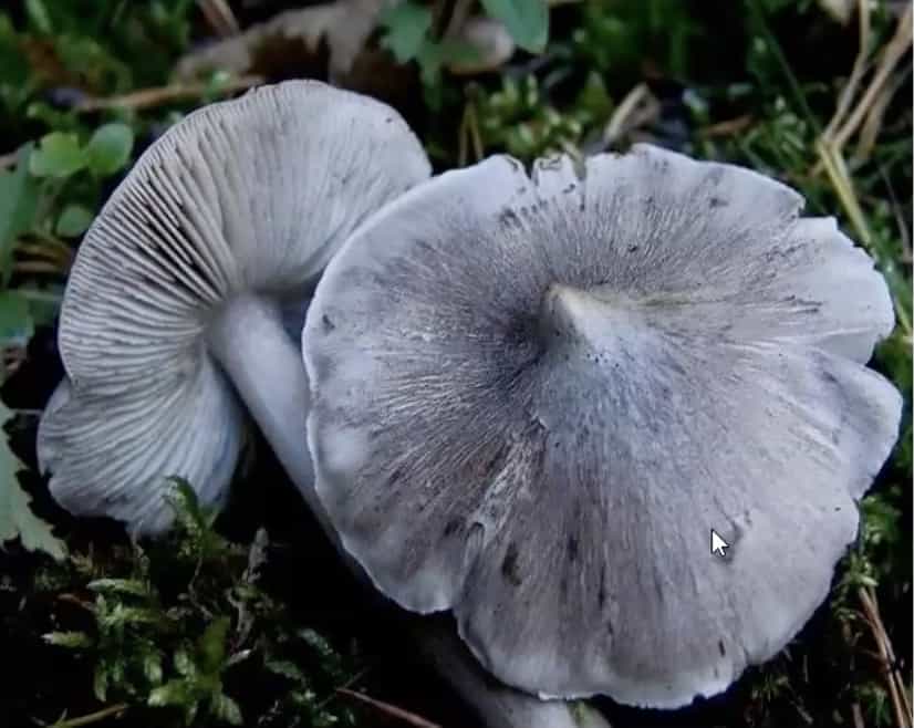 TricholomaVirgatum