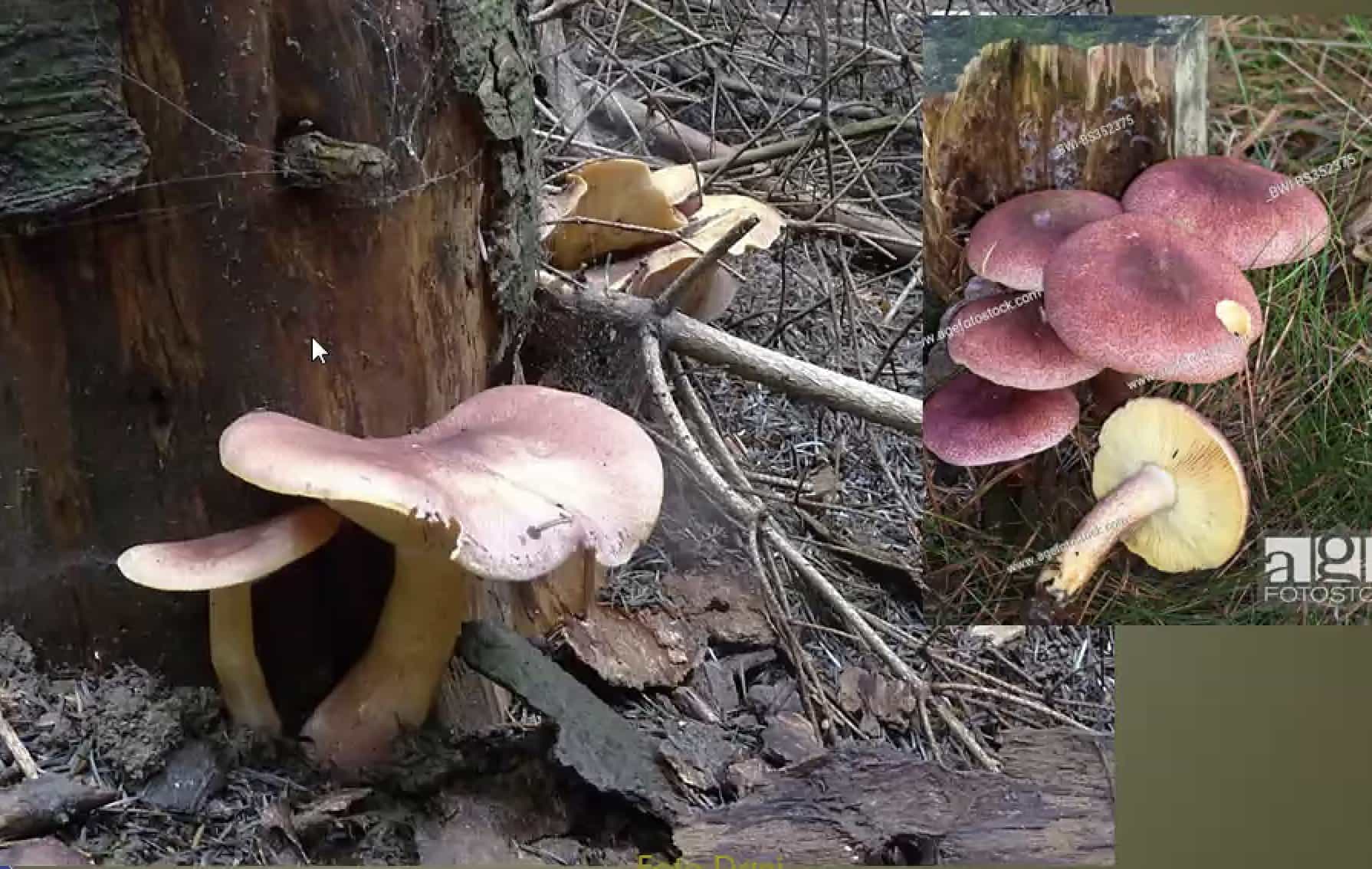 TricolomopsisRutilans