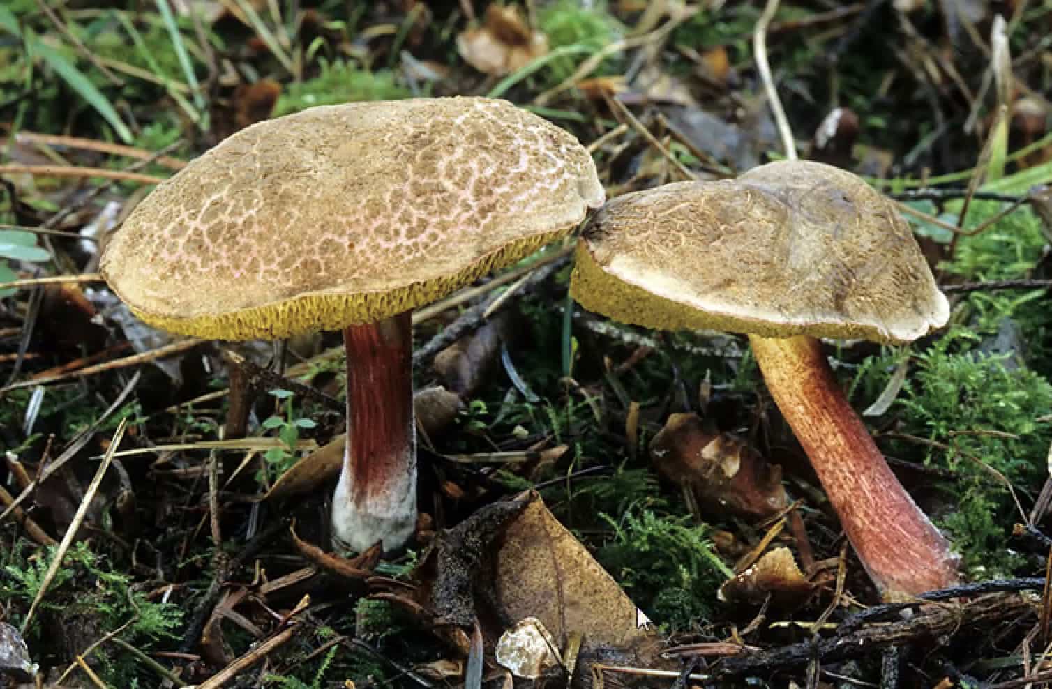 XerocomellusChryenteron