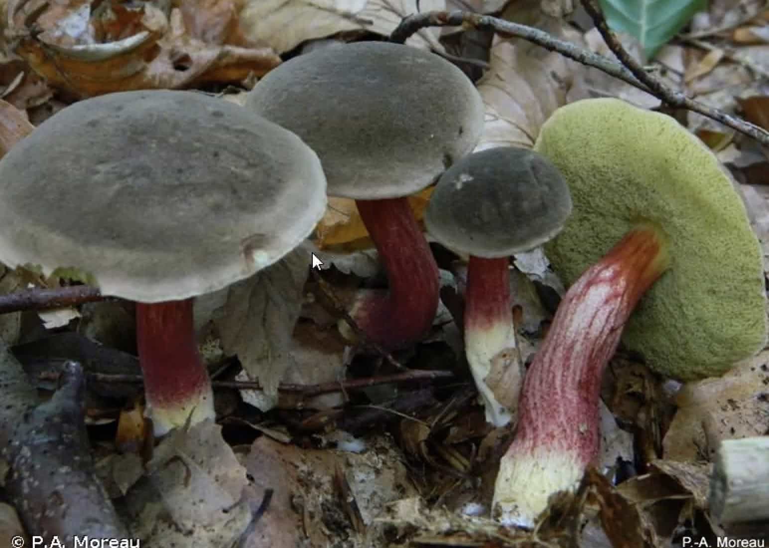 XerocomellusPruinatus