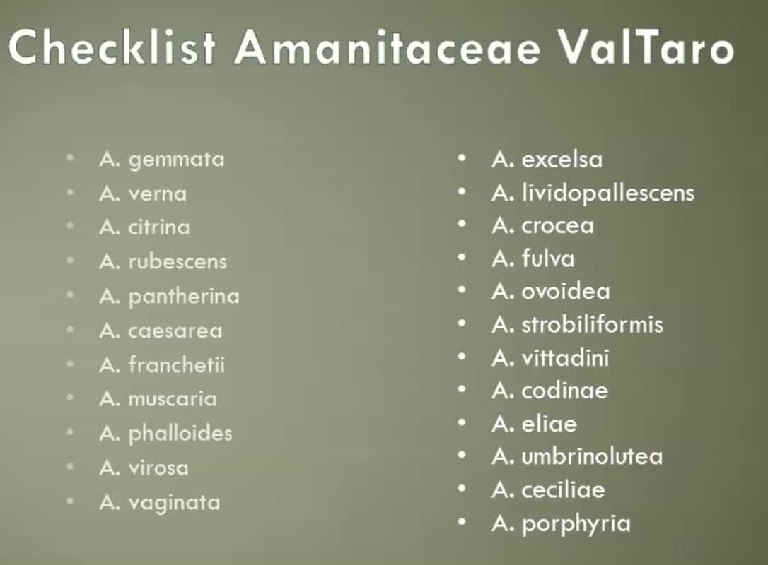 amaniteBVDT