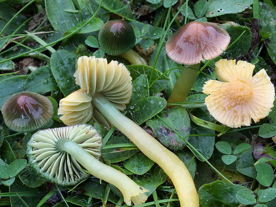 hygrocybe psittacina yd 6639