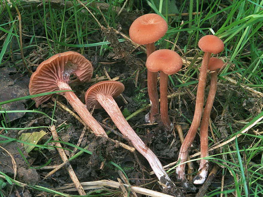 laccaria affinis var. affinis yd 1